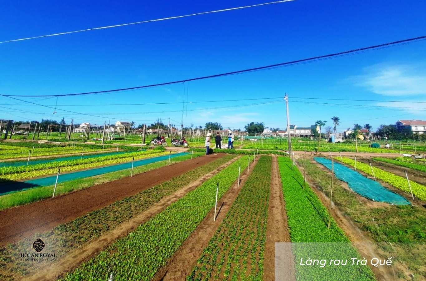 Làng rau Trà Quế