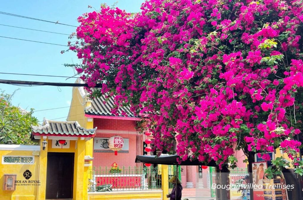 Bougainvillea Trellises