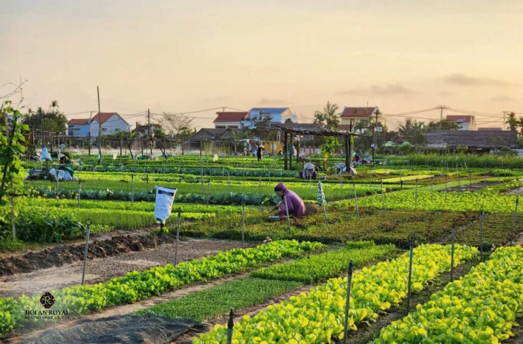 Close-up of vegetable rows in Tra Que Vegetable Village