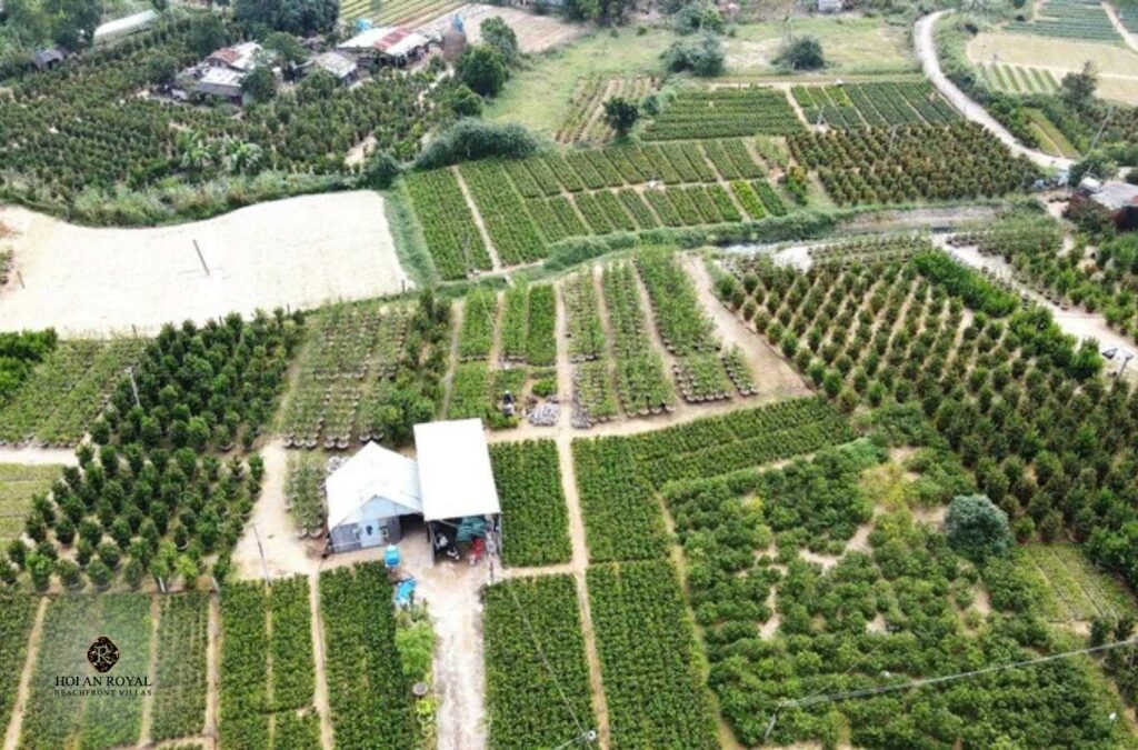 Aerial view of Cam Ha Kumquat Village
