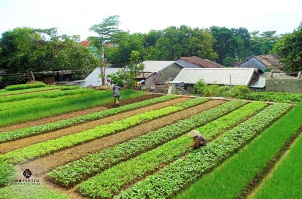 Tra Que Vegetable Village