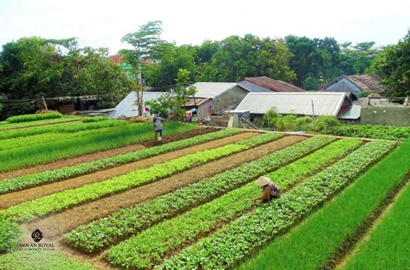 Làng rau Trà Quế